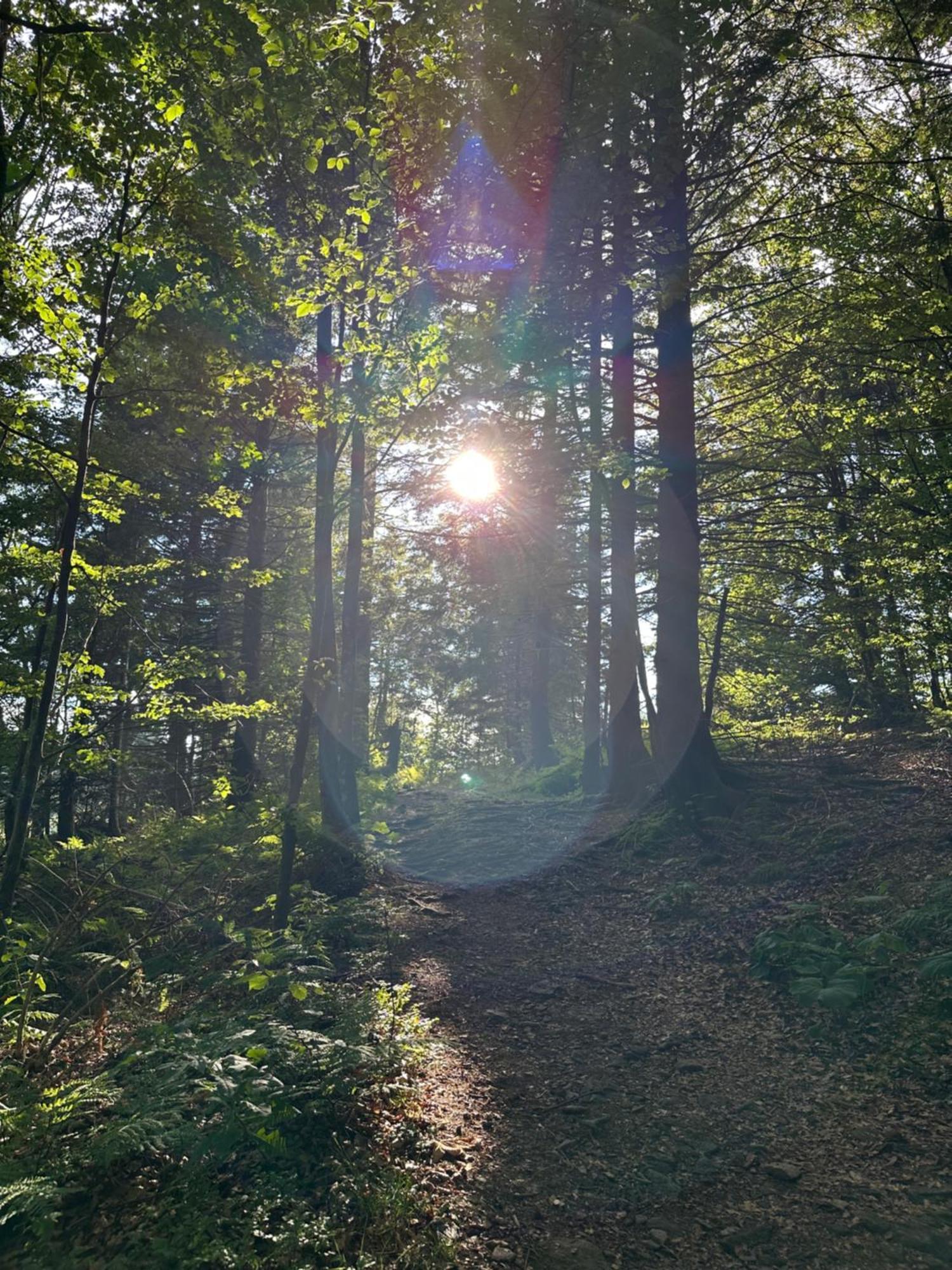 Bergwelt Kandel Hotel & Eventlocation Waldkirch Zewnętrze zdjęcie